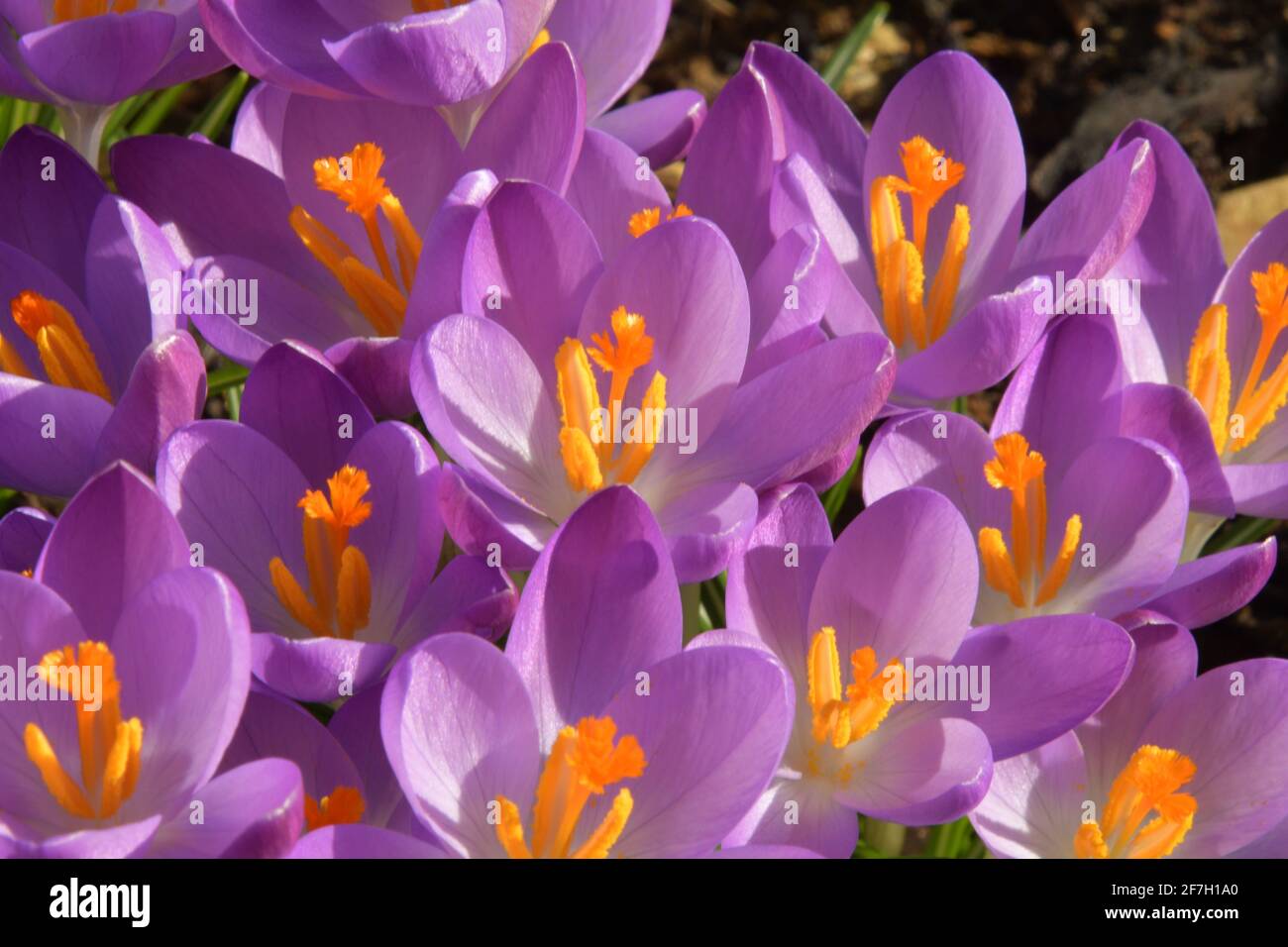 Primo piano di fiori di crocus viola in primavera. Somerset.UK Foto Stock