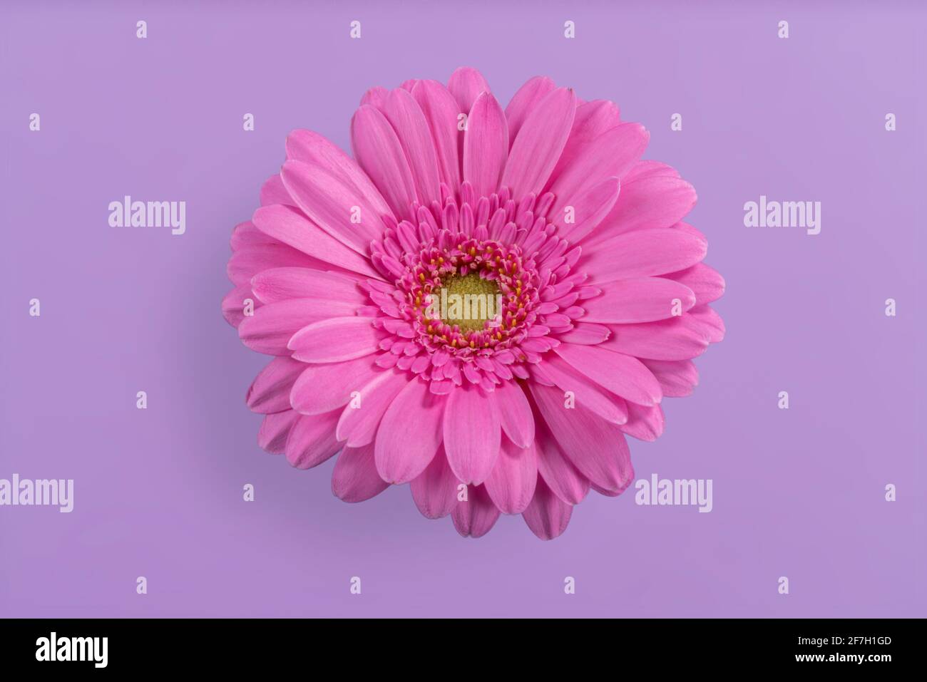 Gerbera rosa margherita fiore isolato su sfondo viola chiaro Foto Stock