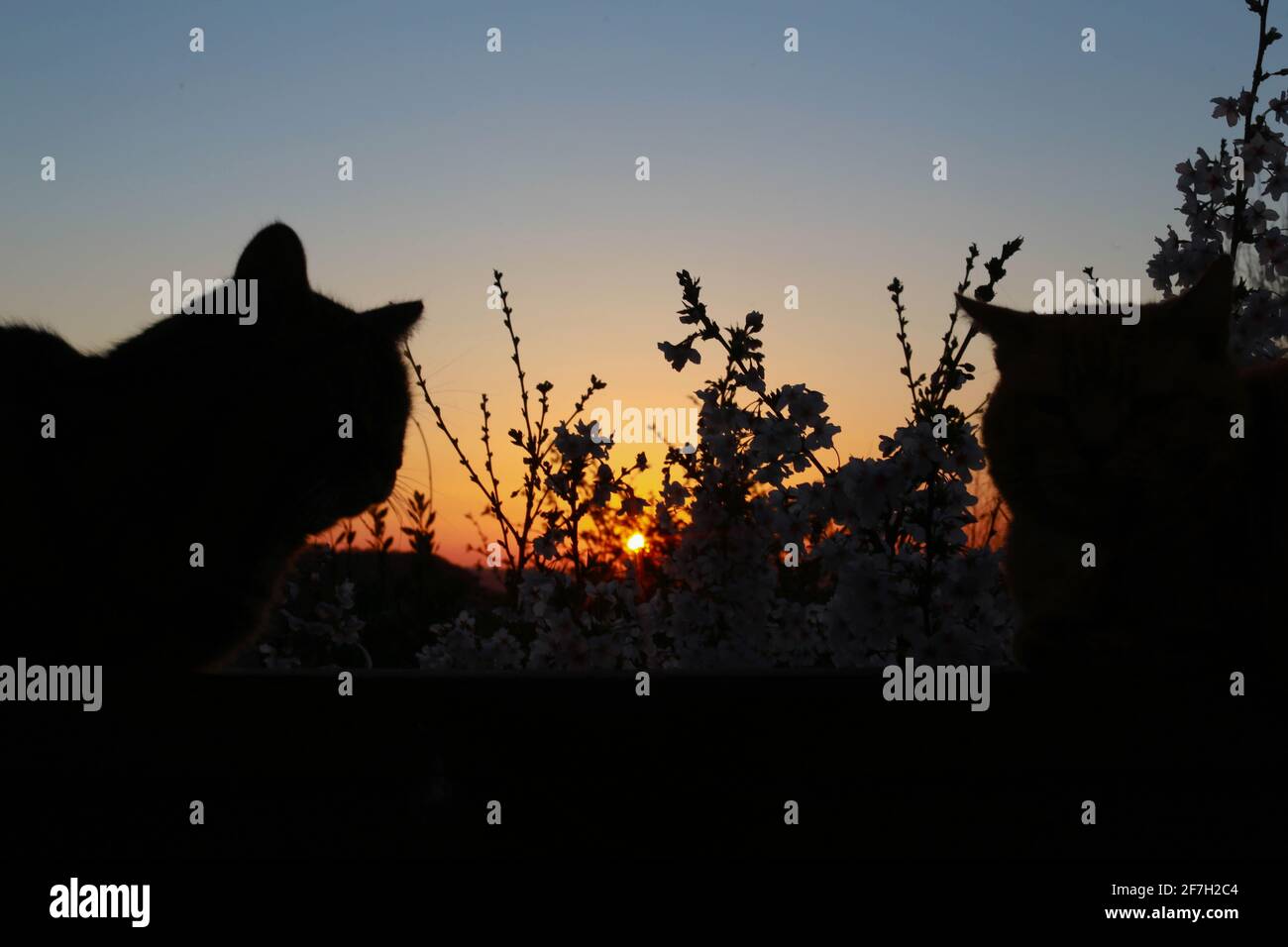 silhouette di 2 gatti al tramonto Foto Stock