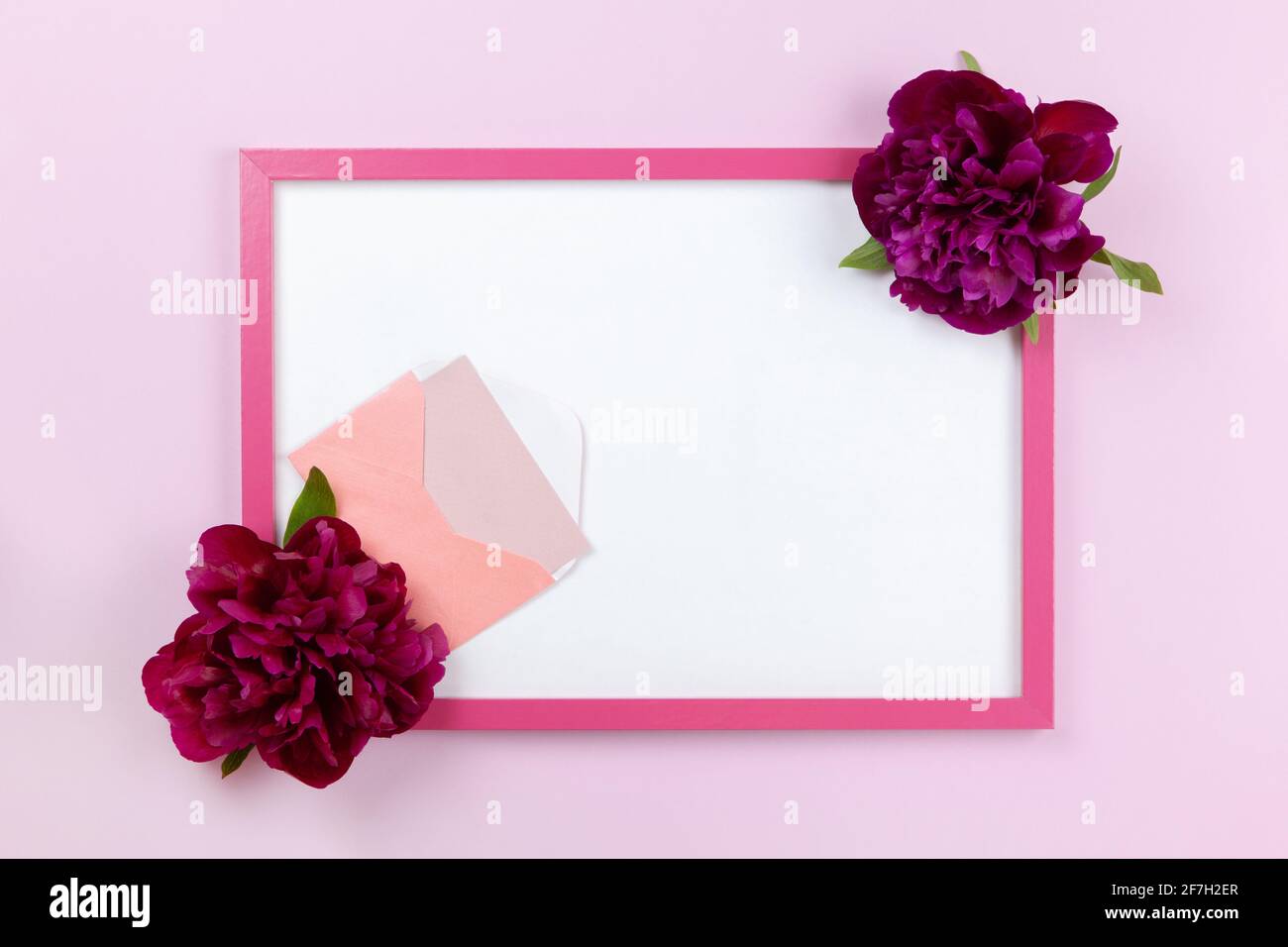 Cornice rettangolare rosa con centro bianco, peonie sui lati, busta piccola con cartoncino su sfondo rosa pastello, spazio copia. Posa piatta, stile minimal Foto Stock