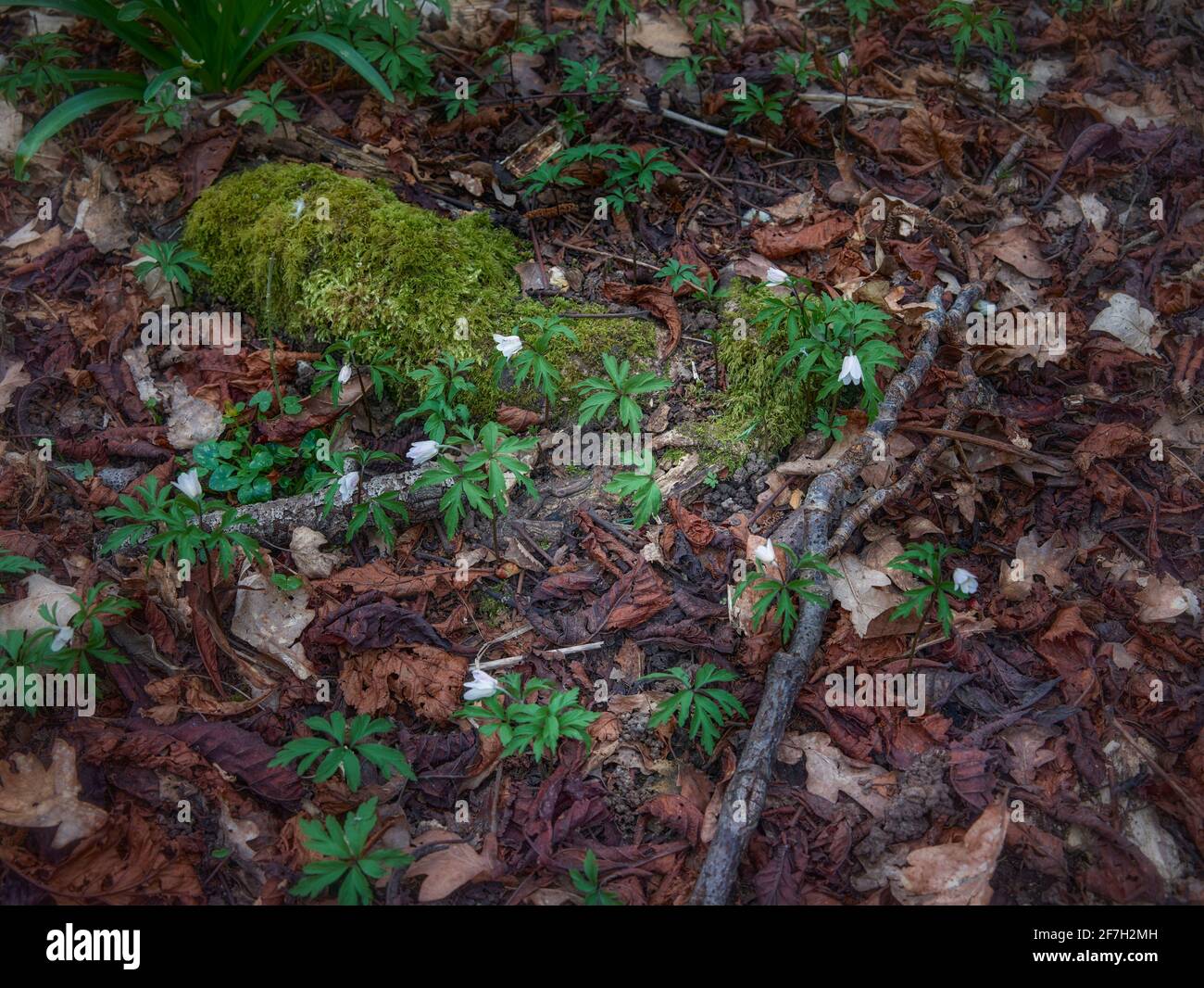 Anemone in legno, Anemone nemorosa, ritratto di piante naturali in primavera Foto Stock