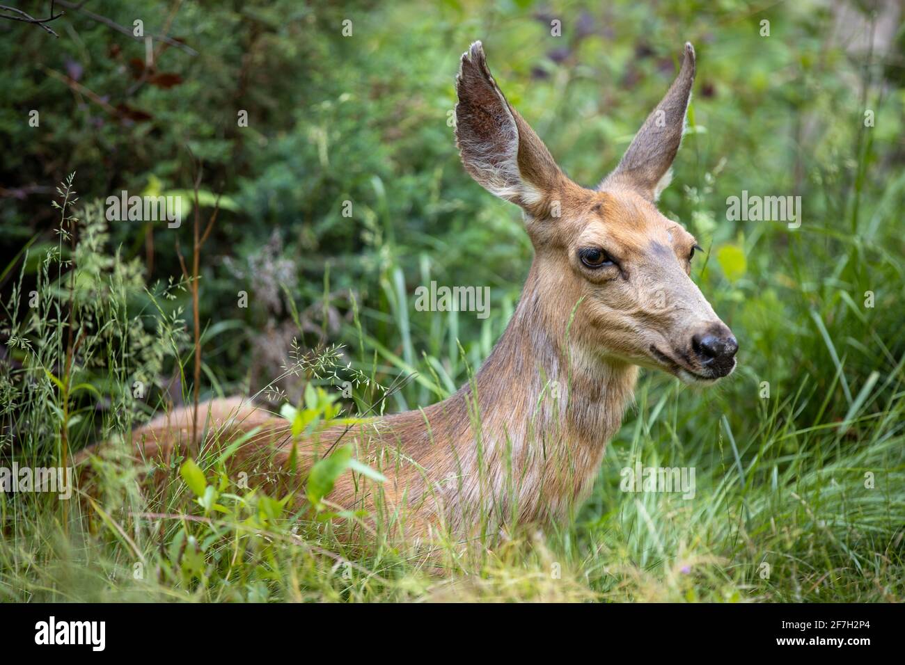 cervi del mulo del doe che cercano di riposare sull'erba Foto Stock