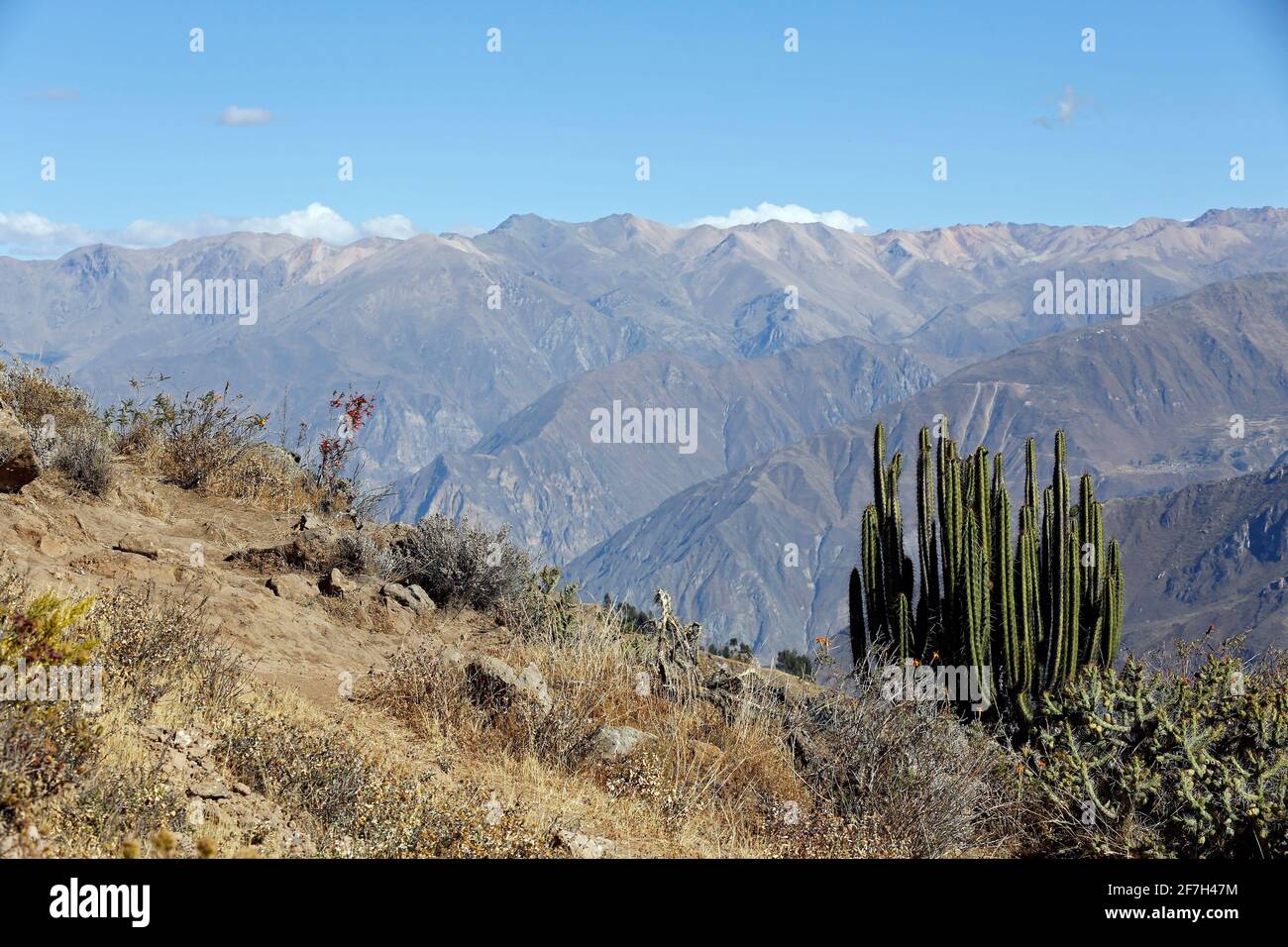 Vista del Canyon del Colca, con il Big Cactus nel Foreground. Provincia di Caylloma, Perù Foto Stock