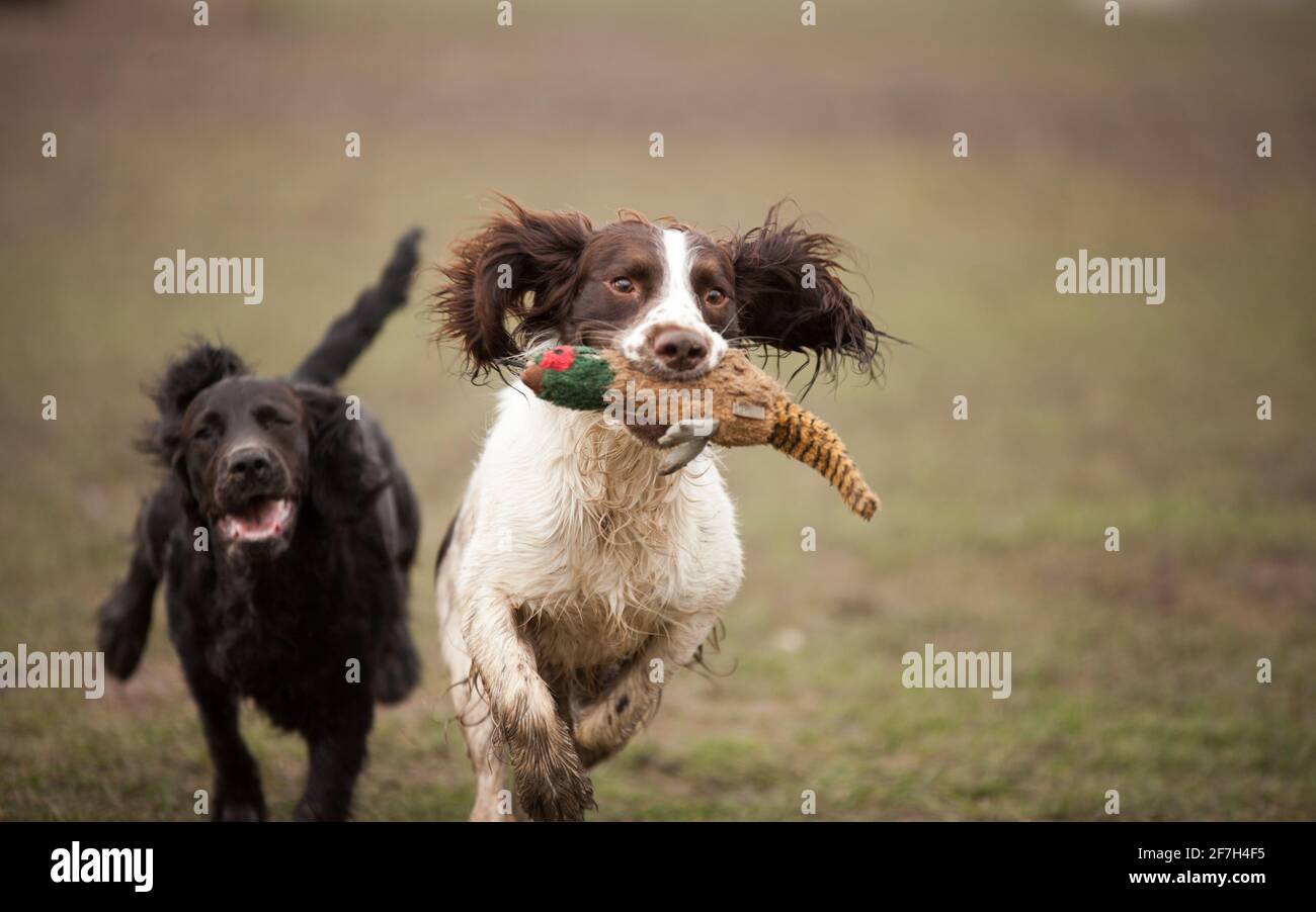 cocker spaniel seduta Foto Stock