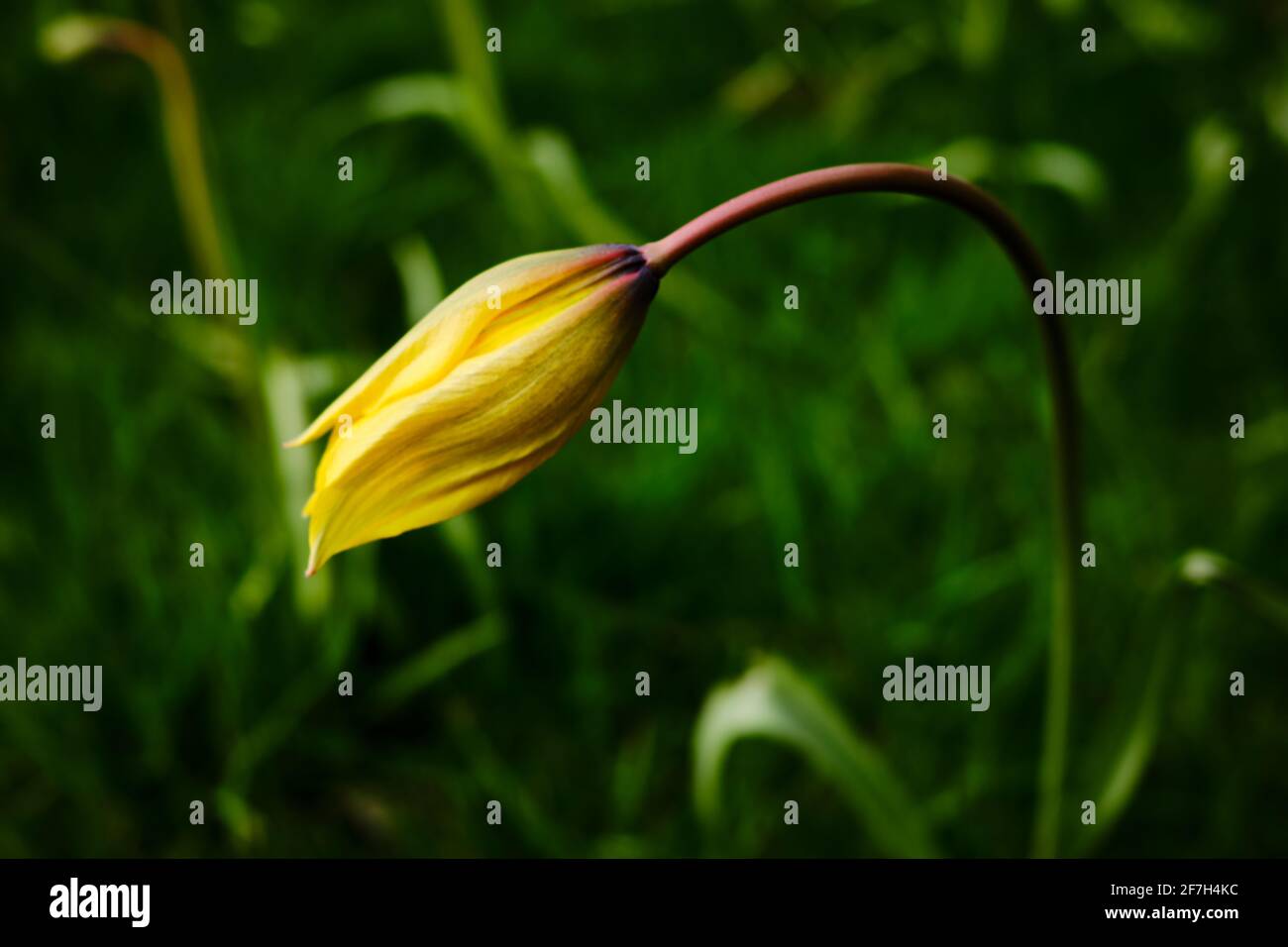 Un tulipano giallo selvaggio su sfondo verde Foto Stock
