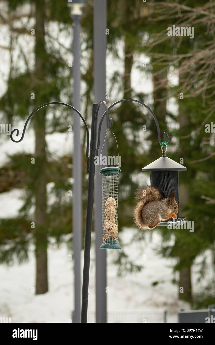 Lo scoiattolo mangia da un alimentatore di uccelli. Primavera, natura che si sveglia. Foto Stock