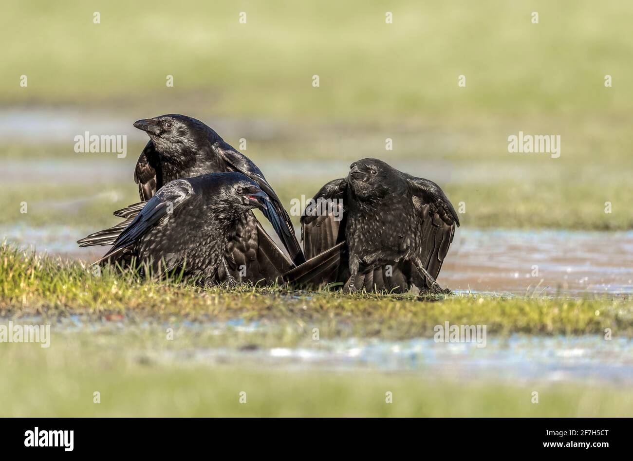 Tre corvi, da vicino, su una puddle congelata, squawking, in Scozia in inverno Foto Stock