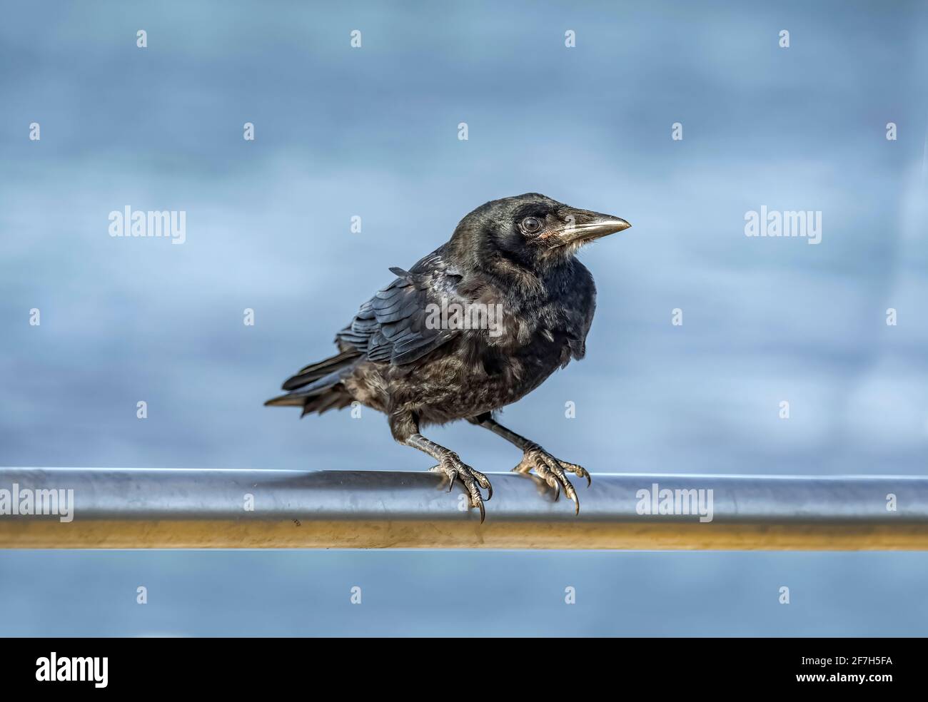 Corvo, appollaiato su ringhiere di fronte al mare Foto Stock