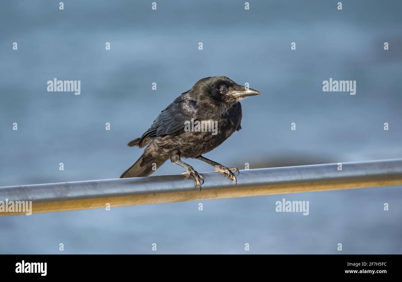 Corvo, appollaiato su ringhiere di fronte al mare Foto Stock