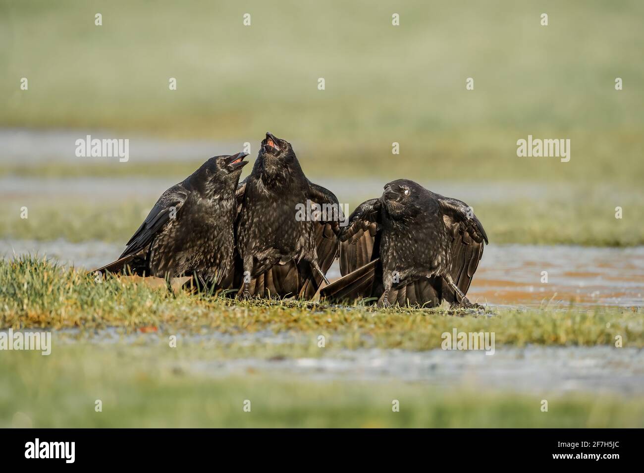 Tre corvi, da vicino, su una puddle congelata, squawking, in Scozia in inverno Foto Stock