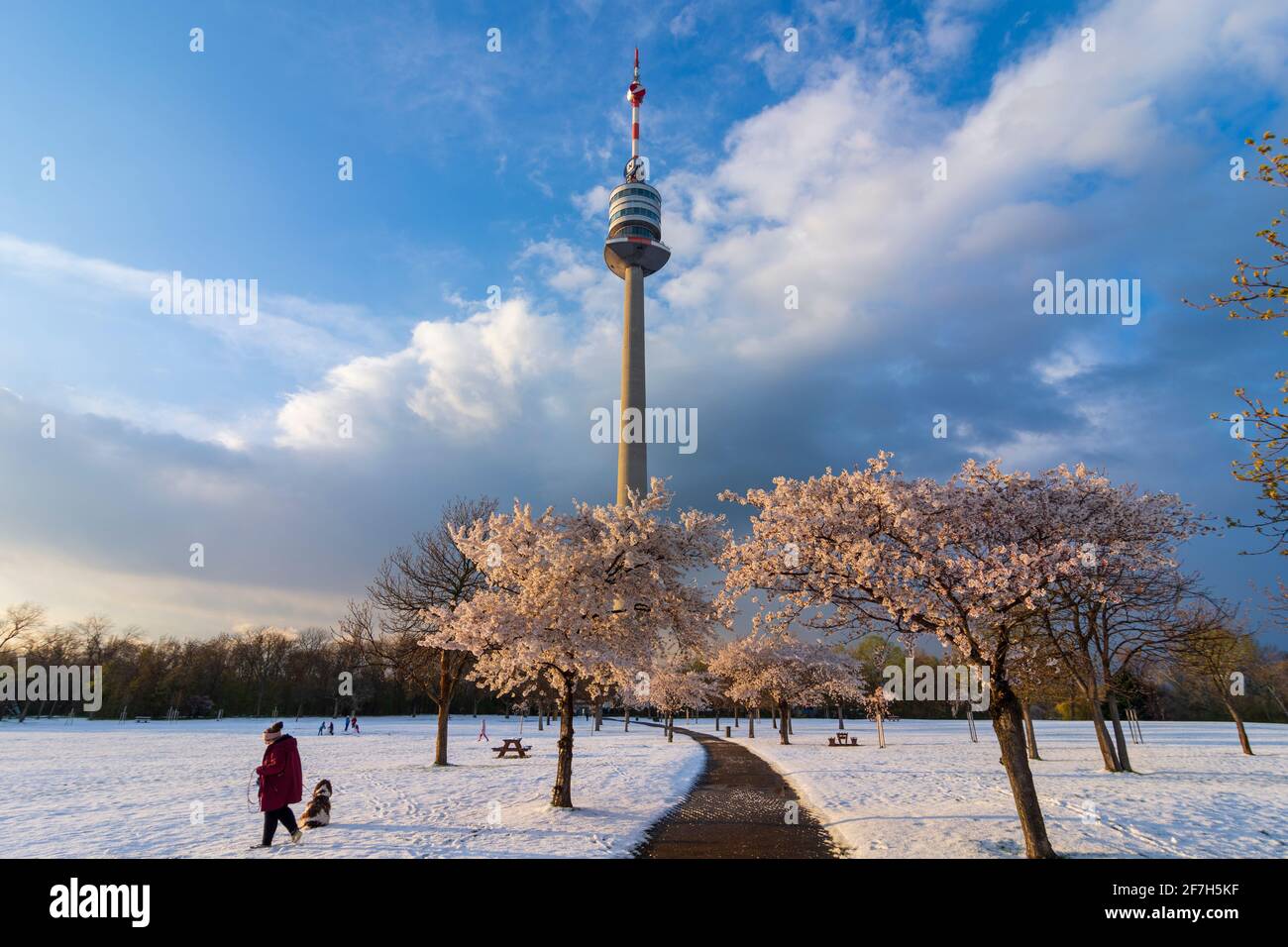Vienna, Vienna: Fioritura dei ciliegi e neve al parco Donaupark, Donauturm (Torre del Danubio) nel 22. Donaustadt, Vienna, Austria Foto Stock