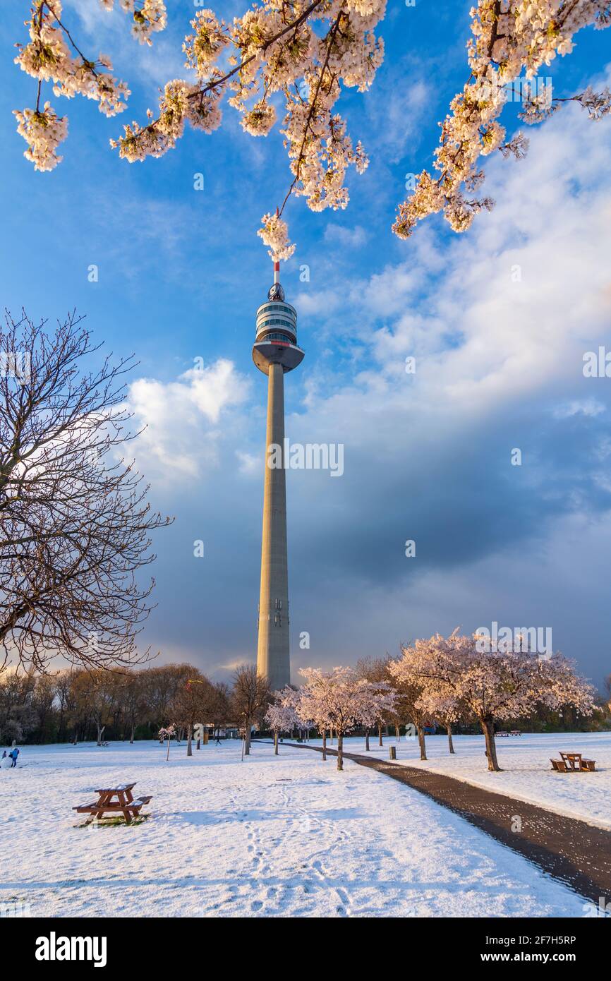 Vienna, Vienna: Fioritura dei ciliegi e neve al parco Donaupark, Donauturm (Torre del Danubio) nel 22. Donaustadt, Vienna, Austria Foto Stock