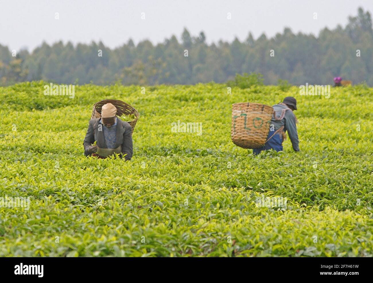 Lavoratori che raccolgono il tè in Aberdare Mountains Kenya Novembre Foto Stock