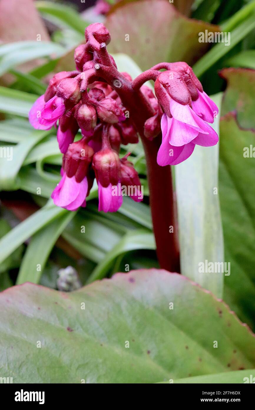 Bergenia cordifolia ‘Purpurea’ Ears Elephant’s Ears Purpurea – fiori rosa profondi su spessi steli rossi, aprile, Inghilterra, Regno Unito Foto Stock