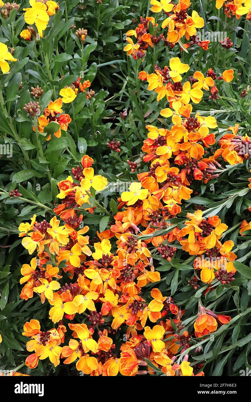 Erysimum cheiri ‘Sugar Rush Orange’ Wallflower Sugar Rush Orange – fiori gialli arancio e dorati in cima alle foglie a forma di lancia, aprile, Inghilterra, Regno Unito Foto Stock
