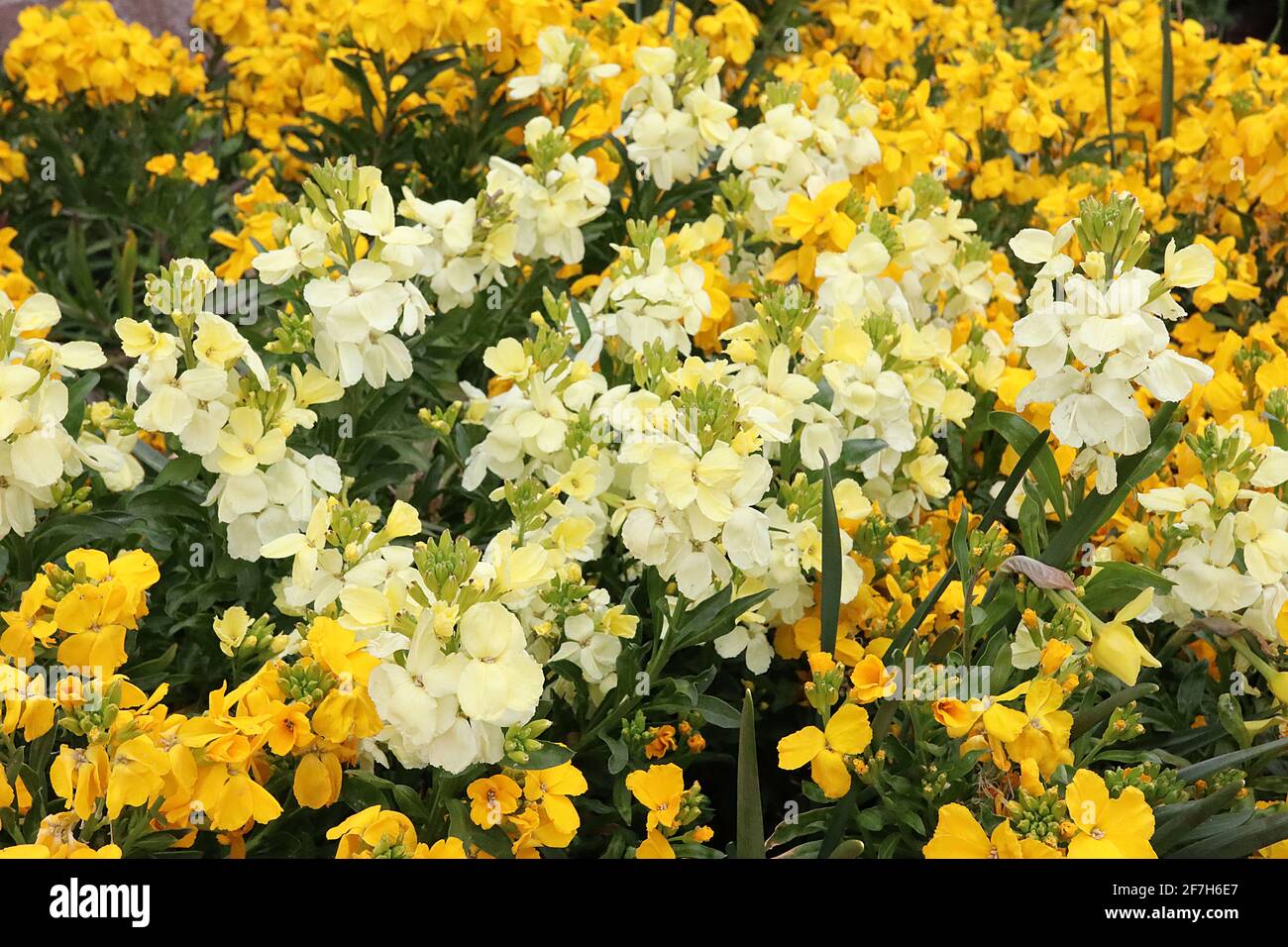 Erysimum perofskianum ‘Gold Shot’ e 'Sugar Rush Primrose' – fiori gialli profondi mescolati con fiori bianchi e gialli, aprile, Inghilterra, Regno Unito Foto Stock