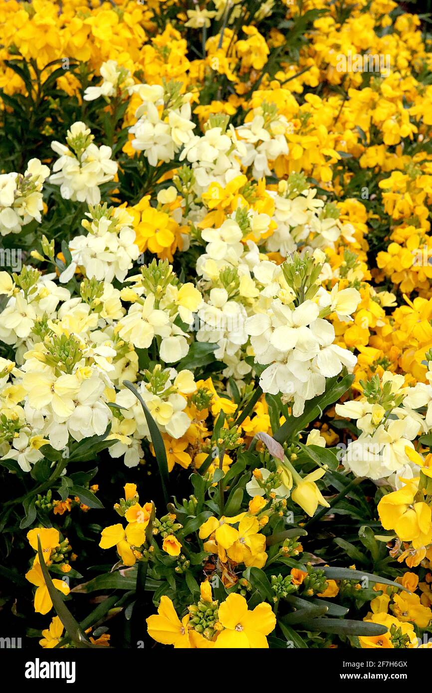 Erysimum perofskianum ‘Gold Shot’ e 'Sugar Rush Primrose' – fiori gialli profondi mescolati con fiori bianchi e gialli, aprile, Inghilterra, Regno Unito Foto Stock