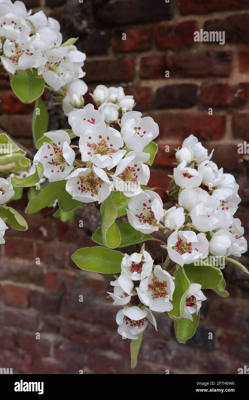 Pyraster pero selvatico fiorisce – fiori bianchi a forma di coppa con antere rosse, foglie fresche di ovato verde, aprile, Inghilterra, Regno Unito Foto Stock