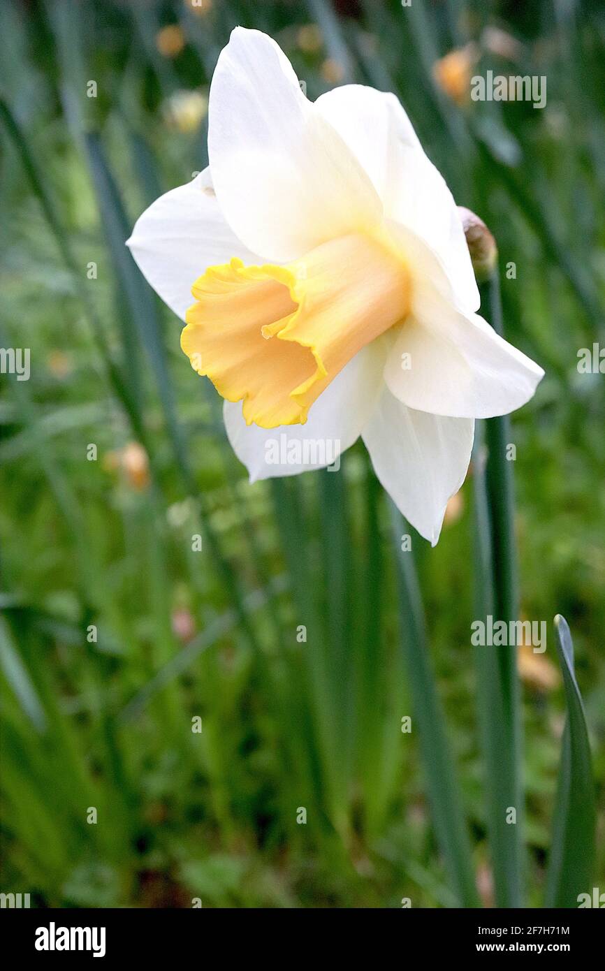 Narcissus / Daffodil ‘Salome’ Division 2 petali bianchi Daffodils, rosa pallido e tromba gialla, tromba gialla, aprile, Inghilterra, Foto Stock