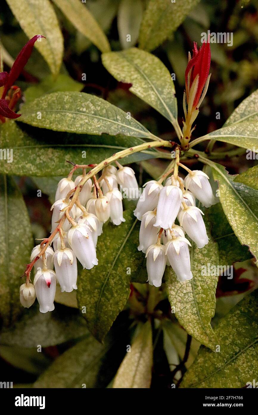 Pieris japonica ‘Forest Flame’ Pieries Japanese Forest Flame – germogli rossi, fiori bianchi a forma di urna e foglie mottolate, aprile, Inghilterra, Regno Unito Foto Stock
