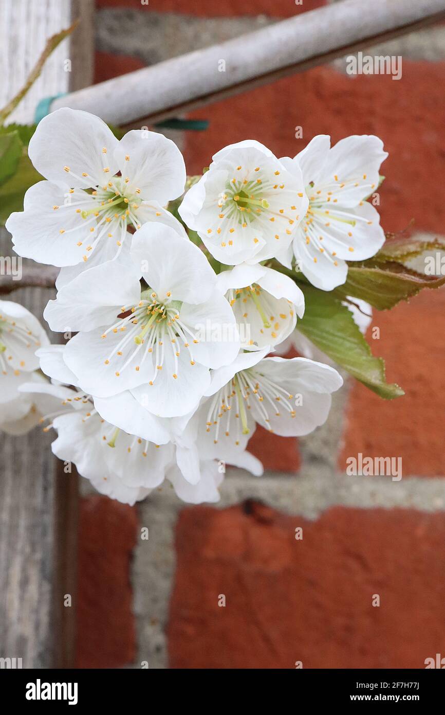 Prunus avium ‘Stella’ Dolce Cherry Stella – fiori bianchi a forma di coppa con molte spugne, aprile, Inghilterra, Regno Unito Foto Stock