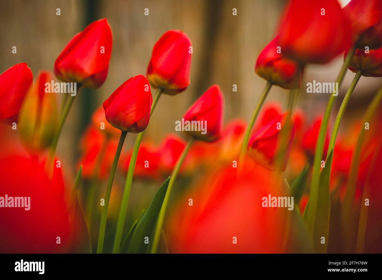 Tulipani rossi chiusi in un giardino di casa. Uno dei tulipani è a fuoco, altri in forte sfocatura. Foto Stock