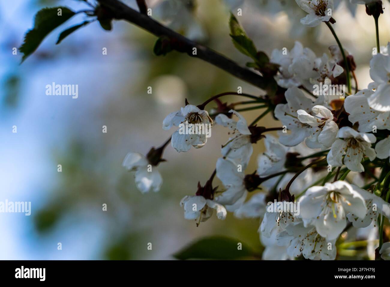 Fioritura dei ciliegi con sfondo sfocato in una giornata di sole Foto Stock
