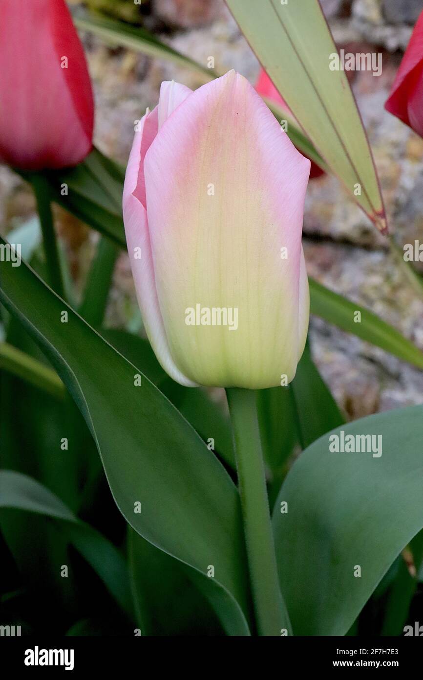 Tulipa ‘Elegant Lady’ Lily Flowering 6 Elegant Lady Tulip - fiori gialli al limone, margini rosa tenue, aprile, Inghilterra, Regno Unito Foto Stock