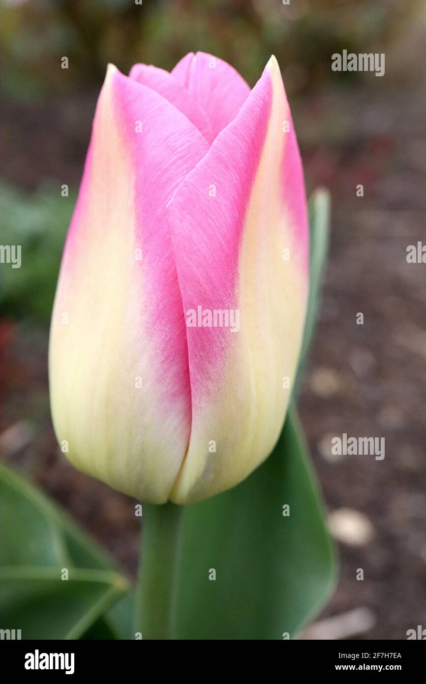 Tulipa ‘Elegant Lady’ Lily Flowering 6 Elegant Lady Tulip - fiori gialli al limone, margini rosa tenue, aprile, Inghilterra, Regno Unito Foto Stock