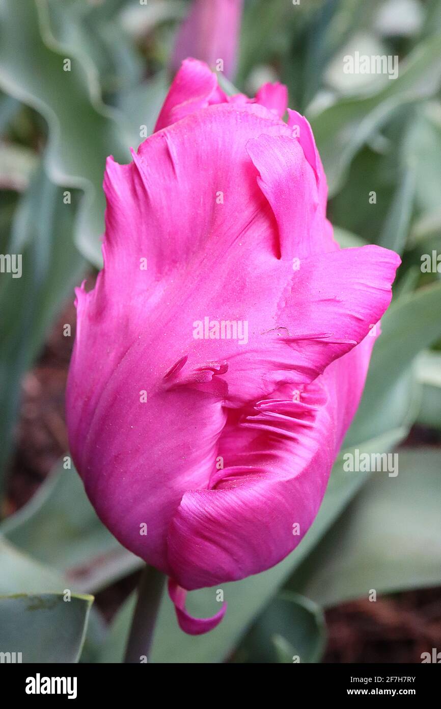 Tulipa gesneriana var dracontia ‘Negrita Parrot’ Parrot 10 Negrita Parrot tulip – petali viola profondi ritorti, aprile, Inghilterra, Regno Unito Foto Stock