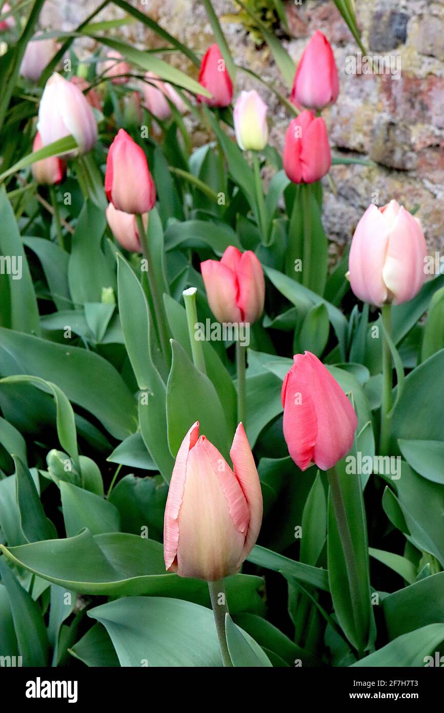 Entrambi Darwin Hybrid 4 Tulipa / Tulipano ‘Big Chief’ Tulipa / Tulip ‘SAlmon Impression’ aprile, Inghilterra, Regno Unito Foto Stock