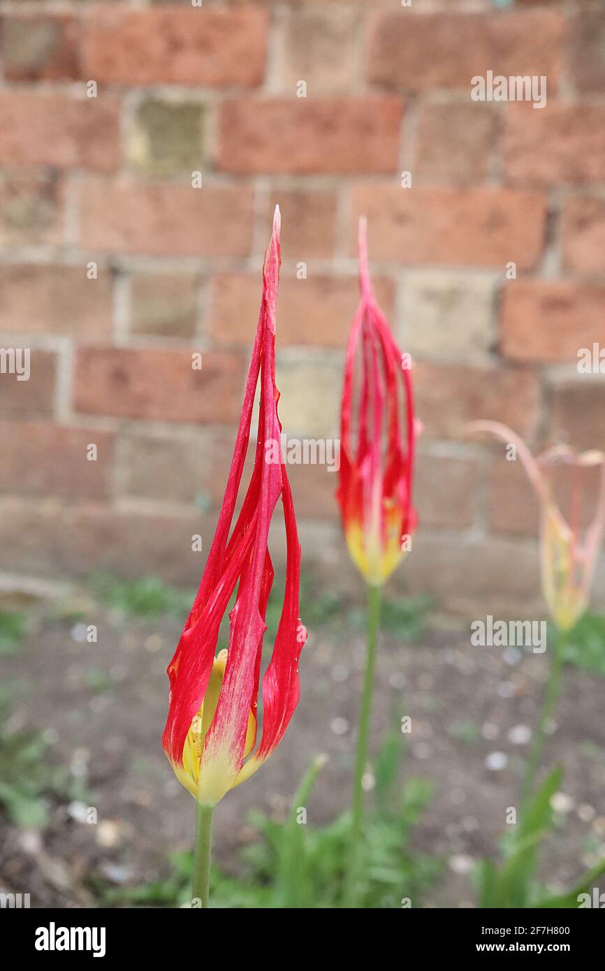Tulipa acuminata specie tulipano 15 acuminata tulipano – petali rossi allungati, aprile, Inghilterra, Regno Unito Foto Stock