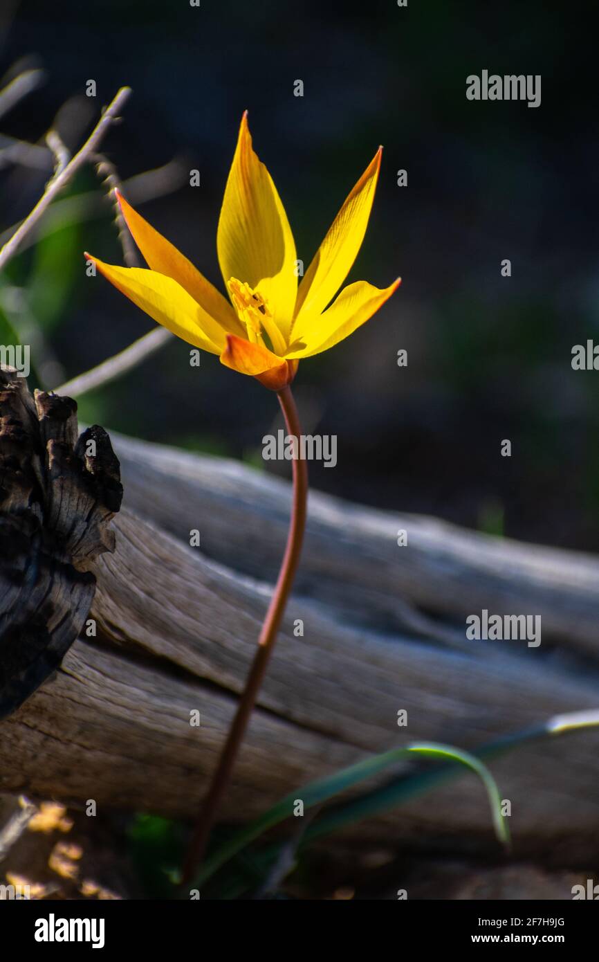 Primo piano verticale di Wild Tulip (Tulipa Sylvestris) Foto Stock
