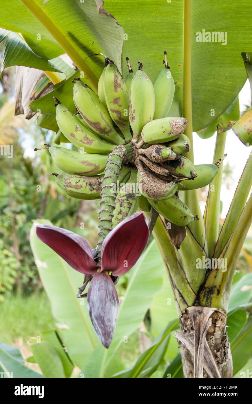 Particolare del fiore e delle banane sulla pianta. Piantare in Indonesia.  Concetto di cibo sano Foto stock - Alamy