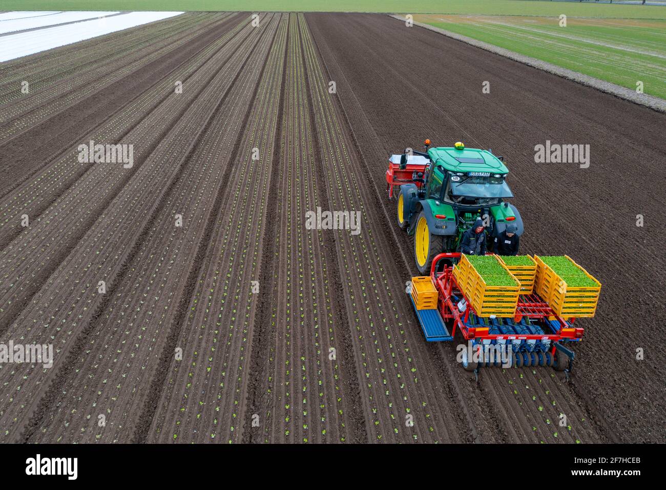 Le piante di lattuga sono piantate con una piantatrice, agricoltura, molla, Foto Stock