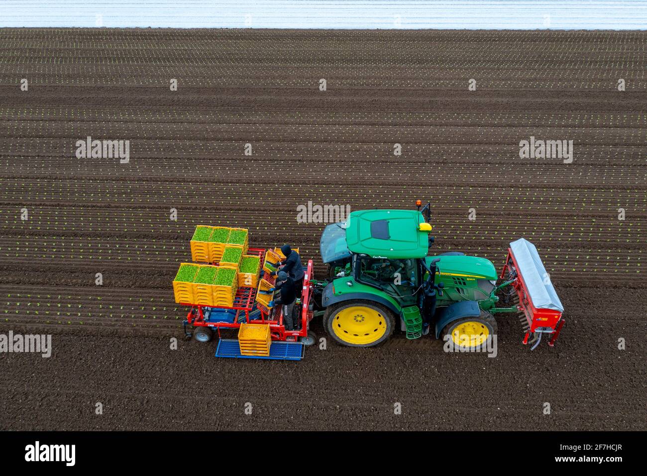 Le piante di lattuga sono piantate con una piantatrice, agricoltura, molla, Foto Stock