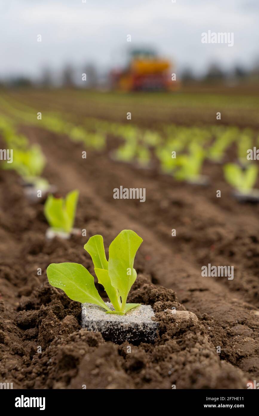 Piante di lattuga, in pentole di pressa, loro sono piantate in un campo con una piantatrice, agricoltura, molla, Foto Stock