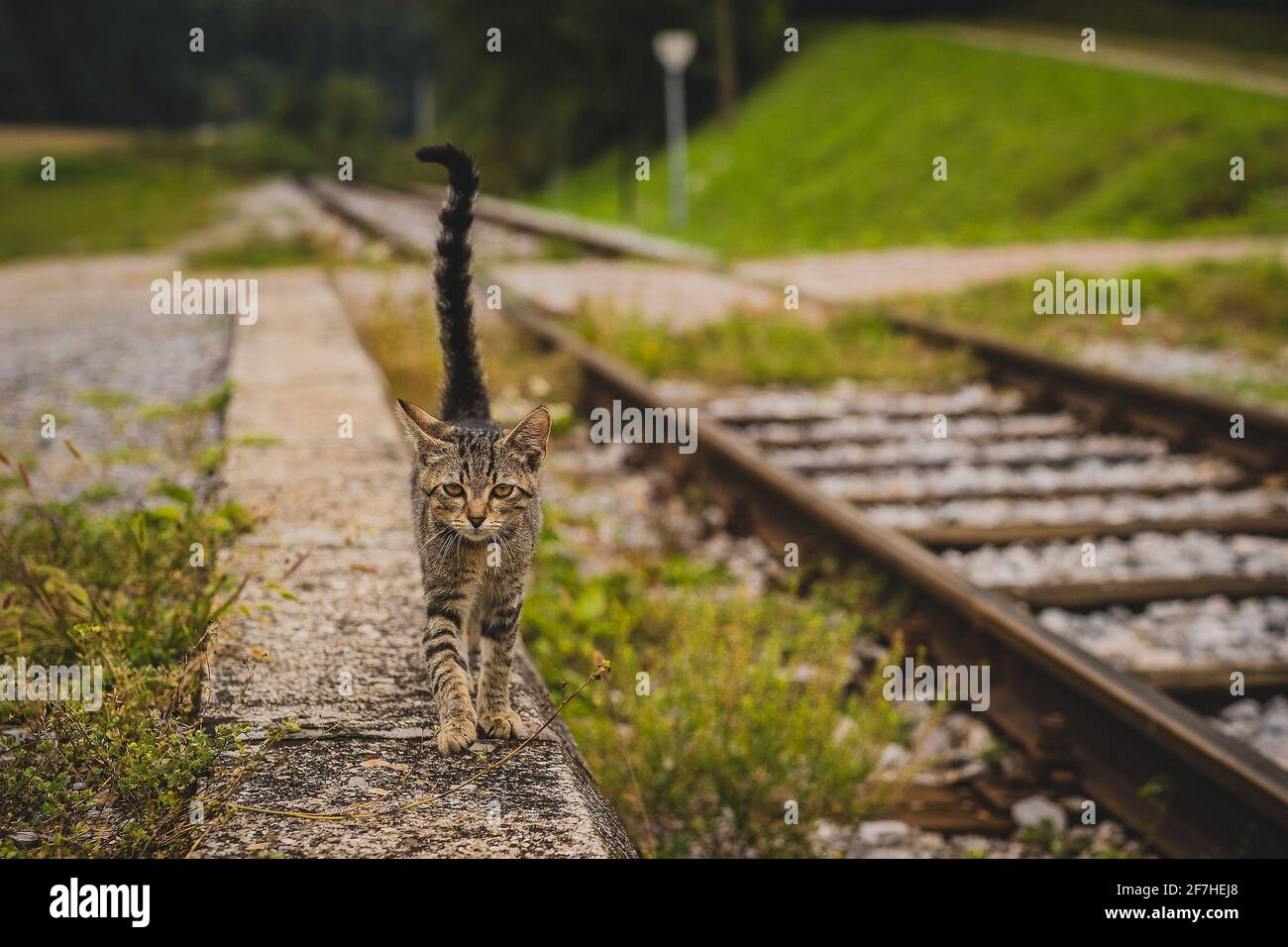 Carino giovane gatto grigio a strisce che cammina come un modello accanto a una pista del treno e che guarda arrabbiato verso la macchina fotografica. Gambe e zampe di un gatto leggermente incrociati. Foto Stock
