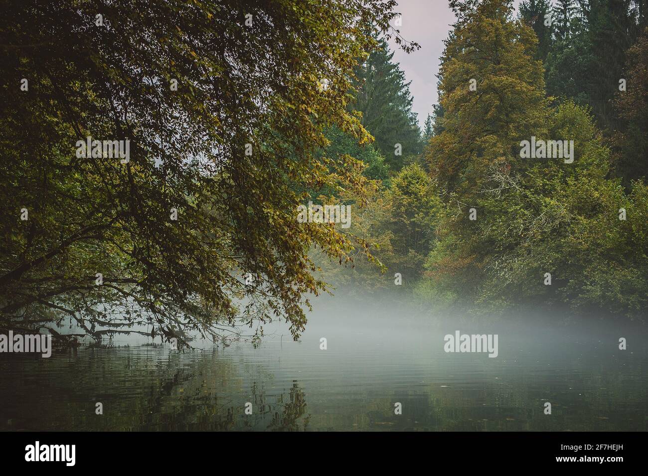 Acqua tranquilla con l'albero caduto in esso in un pomeriggio freddo e pazzo. Concetto di natura fredda e ancora con legno in decadimento in acqua. Foto Stock