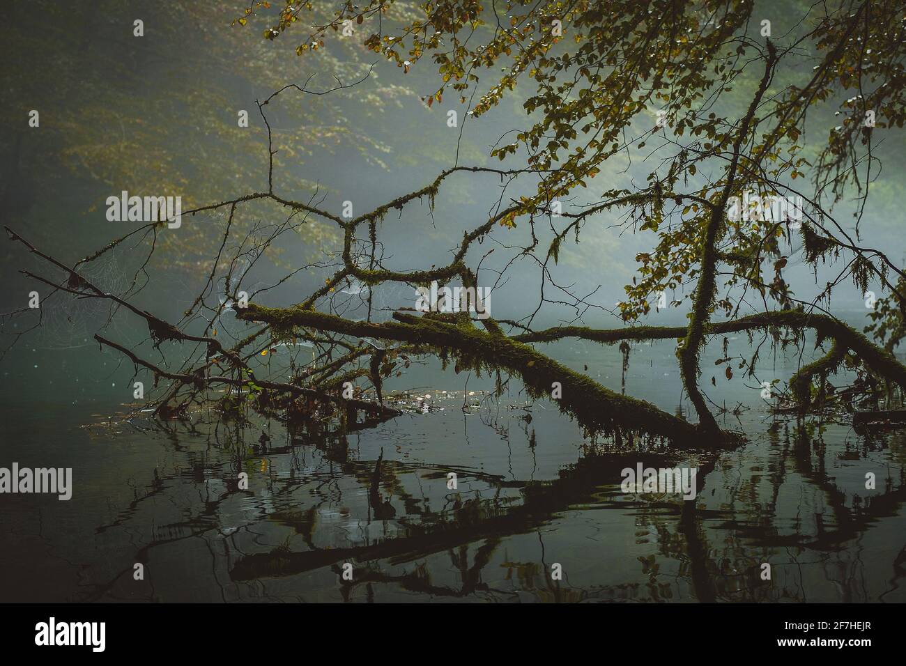 Acqua tranquilla con l'albero caduto in esso in un pomeriggio freddo e pazzo. Concetto di natura fredda e ancora con albero decadente in acqua. Foto Stock