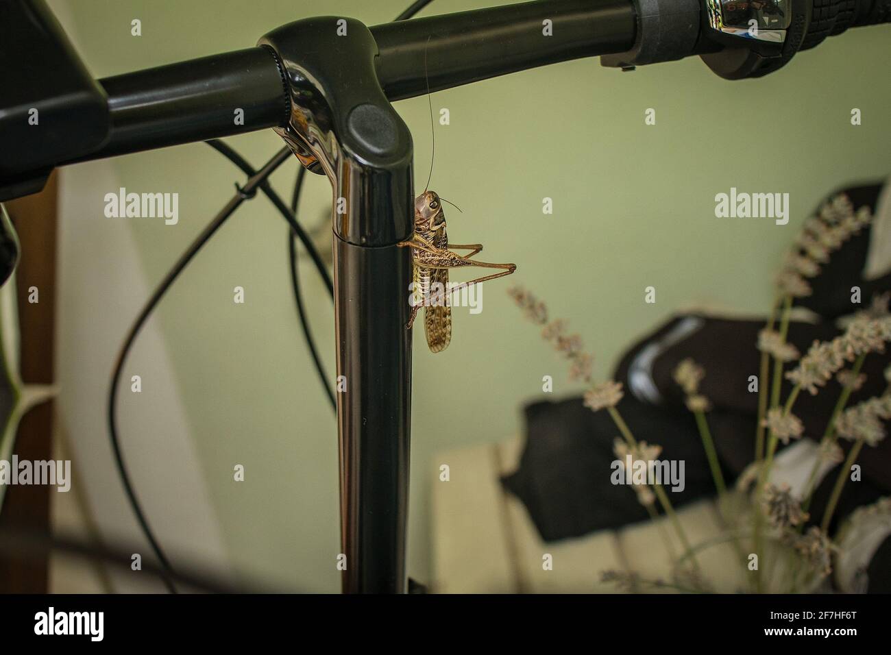 Un grassopper marrone con le ali seduti su un gambo metallico di una bicicletta. Grasshopper su una superficie verticale in attesa di saltare fuori Foto Stock
