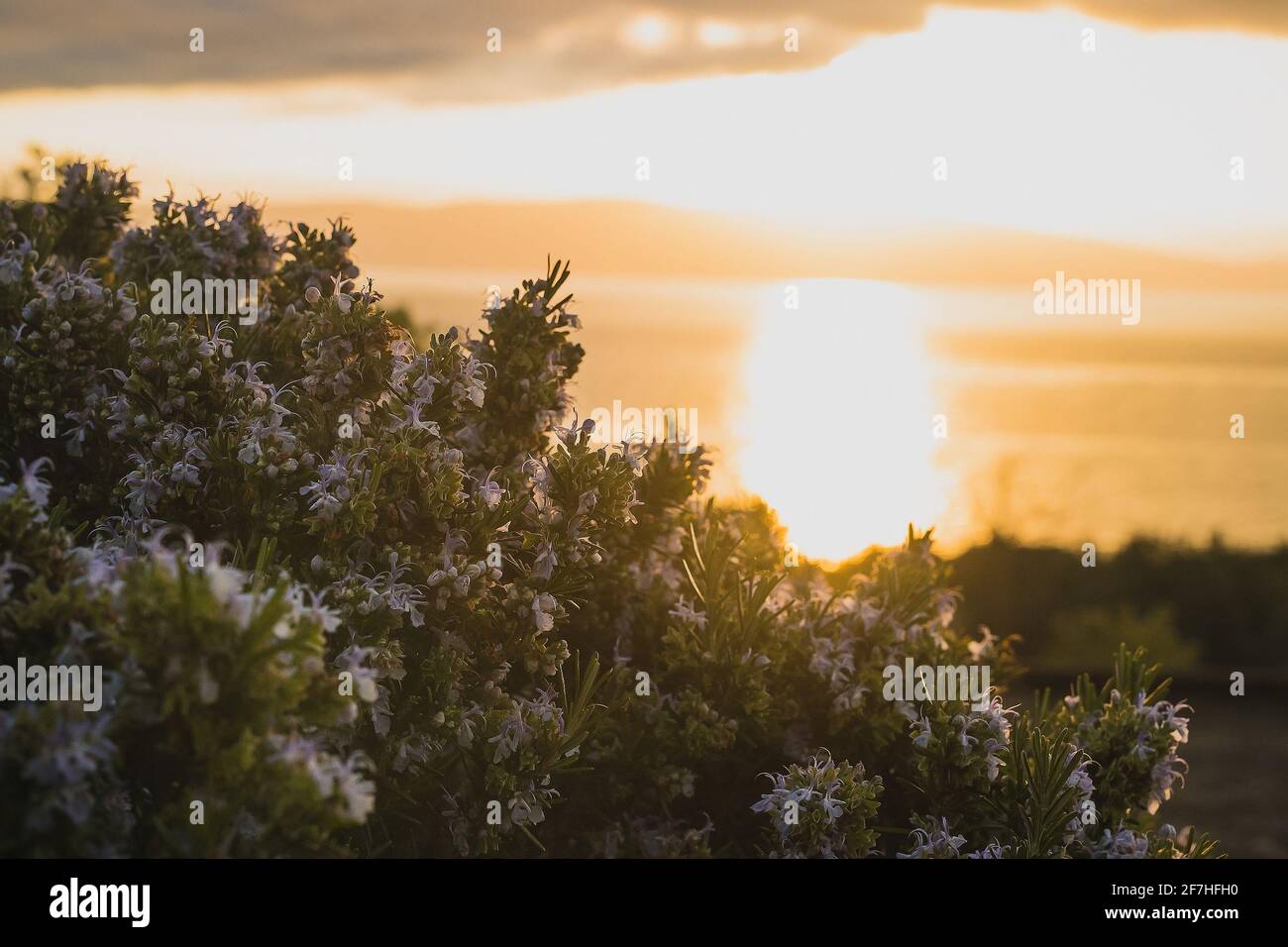 Sognante fogliame mediterraneo o macchia verde in una bella cornice di mattina presto con il sole che sorge appena sopra il mare in lontananza. Golden mattina hou Foto Stock