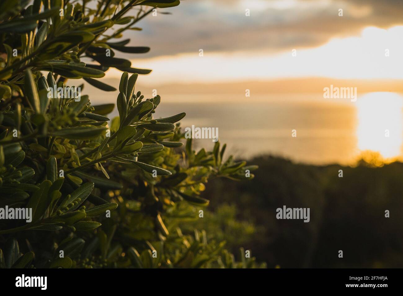 Sognante fogliame mediterraneo o macchia verde in una bella cornice di mattina presto con il sole che sorge appena sopra il mare in lontananza. Golden mattina hou Foto Stock