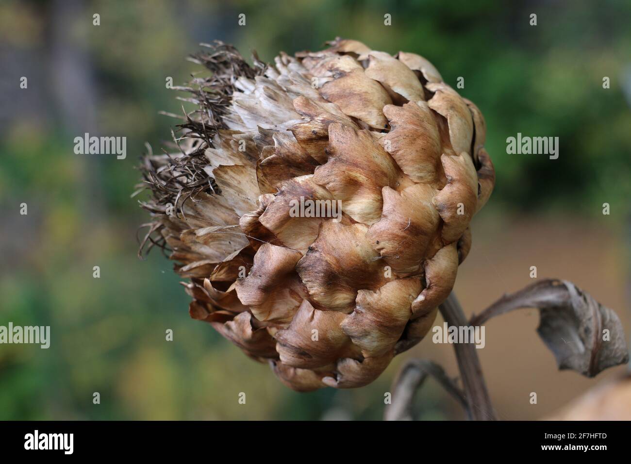 Carciofo globo o Cardoon, Cynara cardunculus, testa di seme essiccata in primo piano invernale Foto Stock