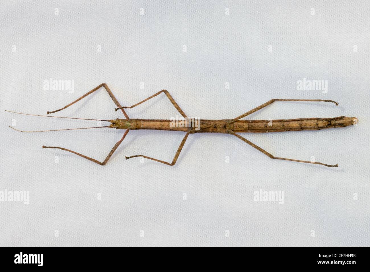 Vista della parte inferiore di un comune insetto bastone indiano pet Foto Stock