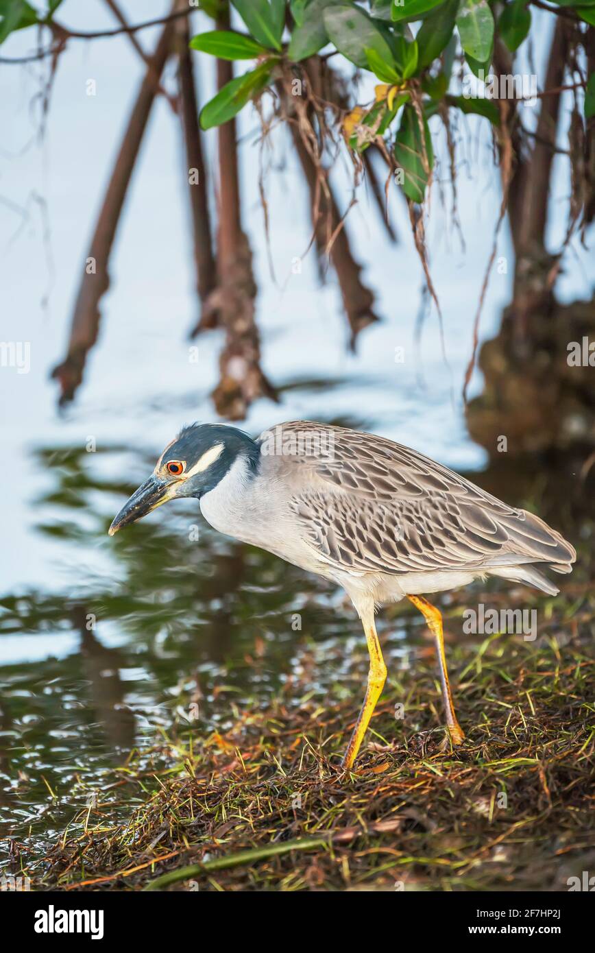 Heron Nyctanassa (Nyctanassa violacea) in cerca di cibo, Sanibel Island, J.N. Ding Darling National Wildlife Refuge, Florida, USA Foto Stock