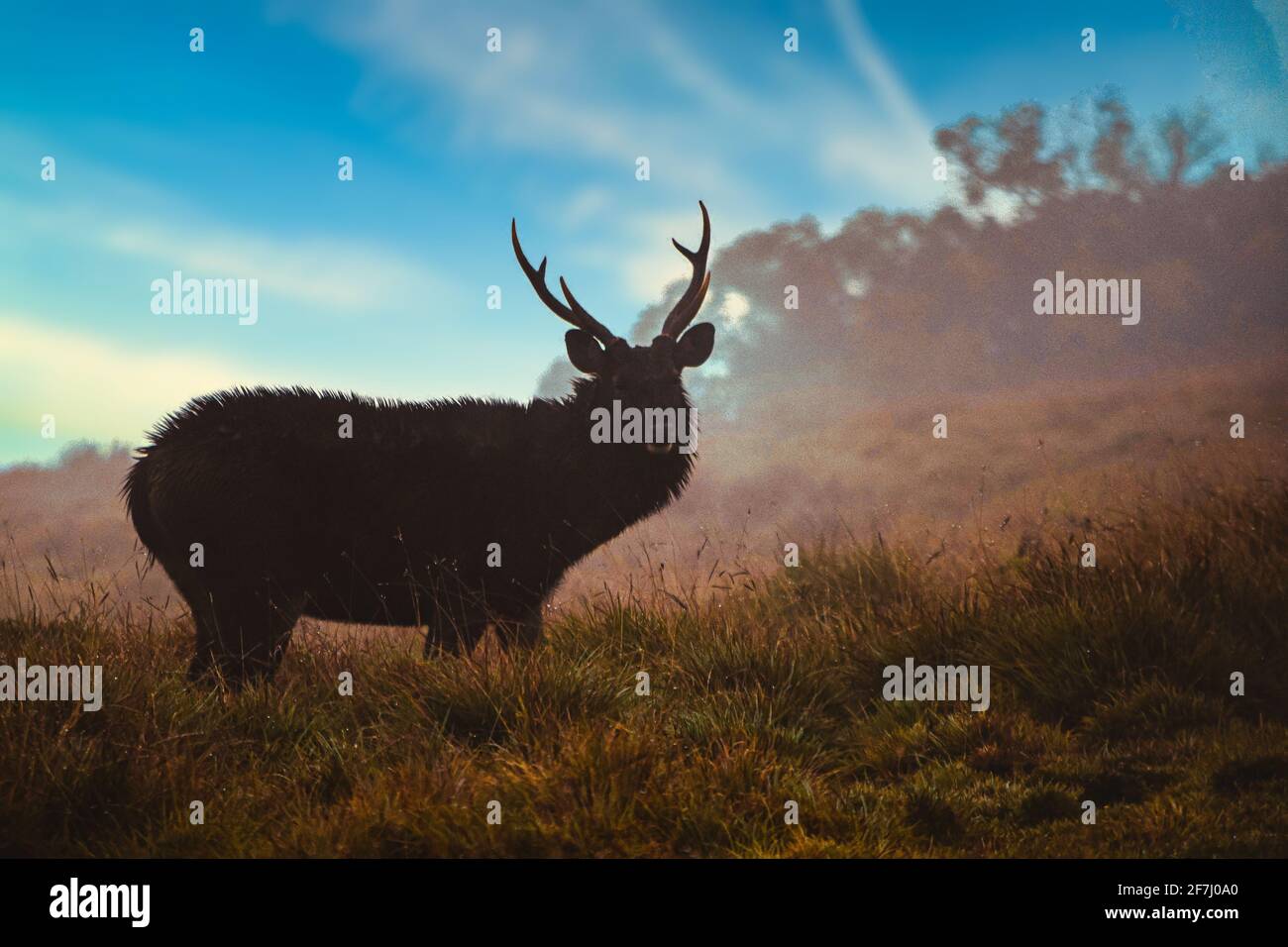 L'alco, noto anche come wapiti, è una delle più grandi specie della famiglia dei cervi, Cervidae, e uno dei più grandi mammiferi terrestri del Nord Foto Stock