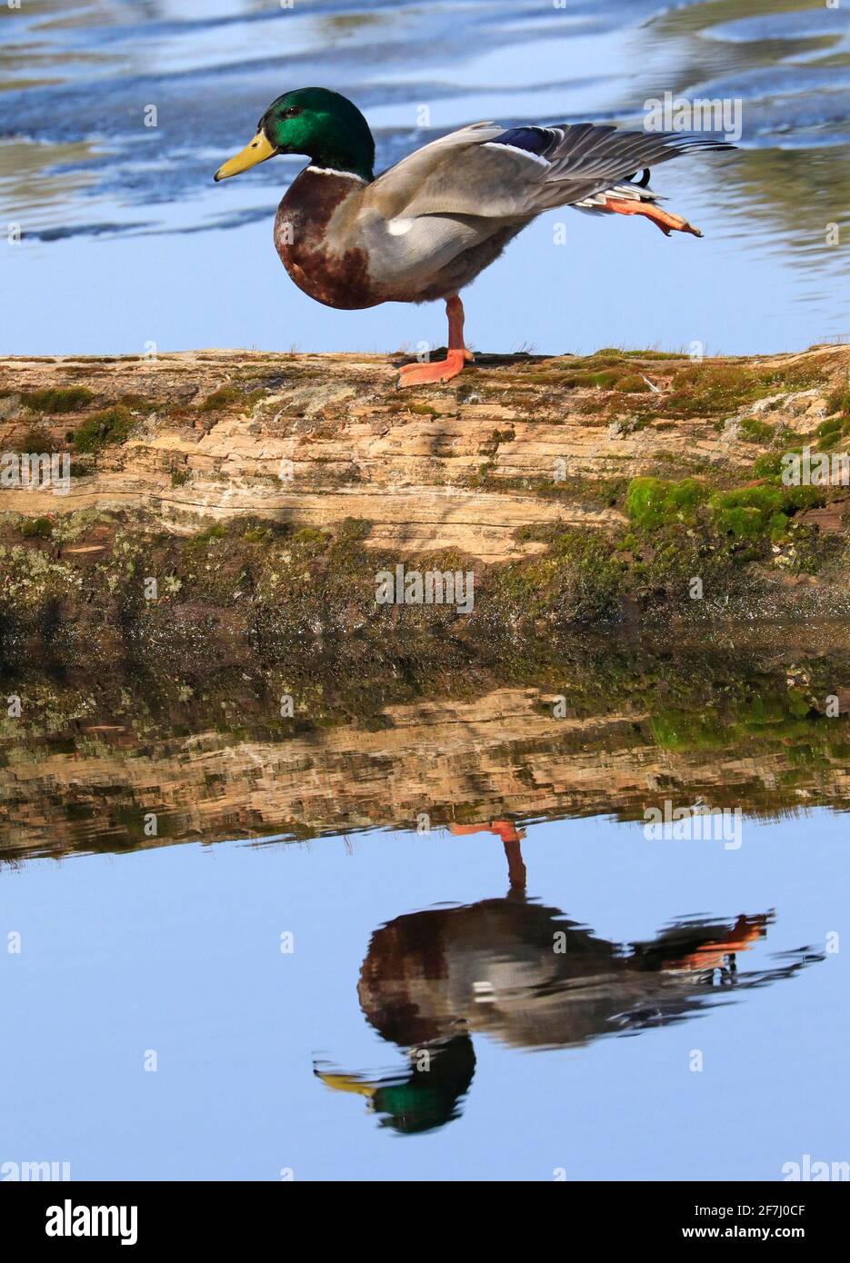 Maschio Mallard Duck seduto su un tronco di albero con riflessione nel lago, Quebec, Canada Foto Stock