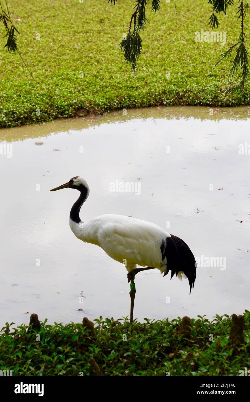 Una grande gru a corona rossa in piedi accanto all'acqua con una gamba. Foto Stock