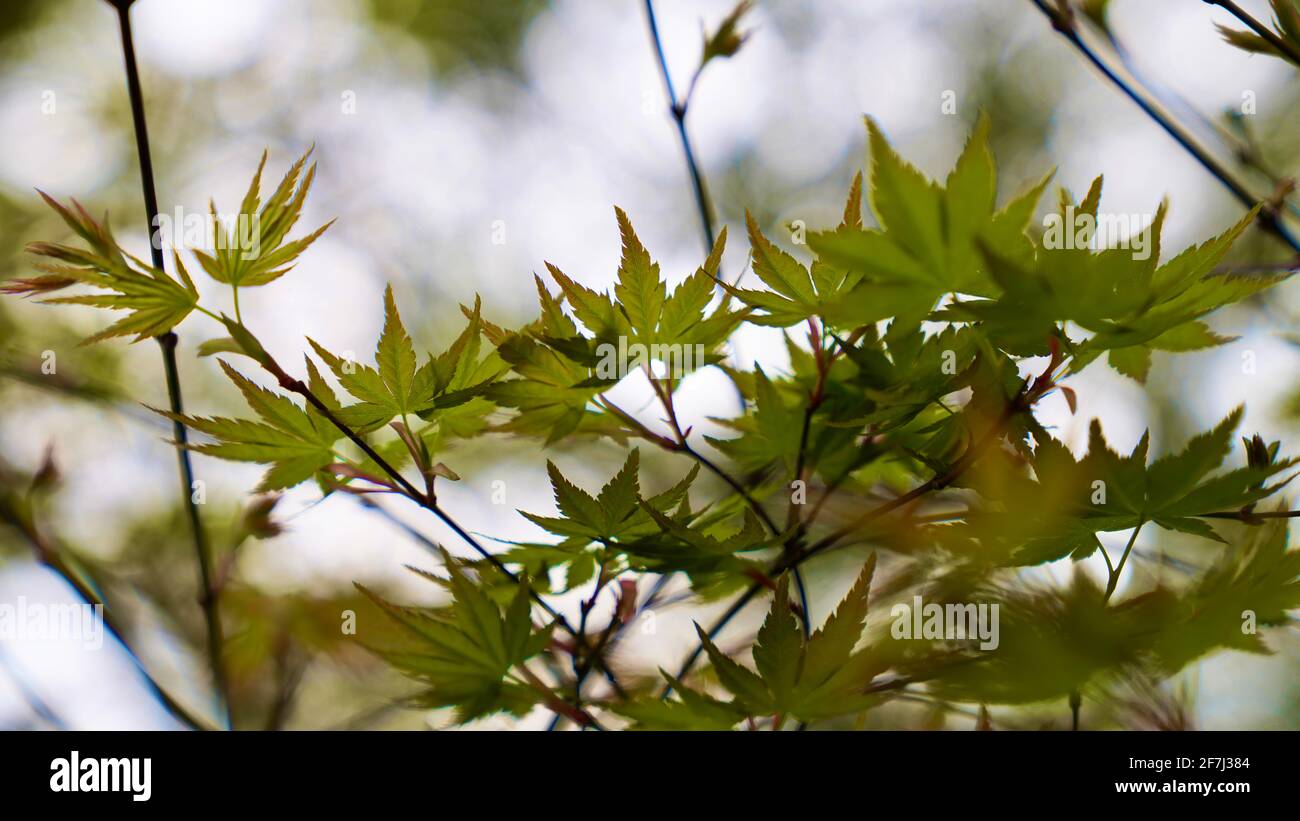 Nuove foglie d'acero sui rami dell'albero. Foto Stock